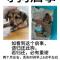 寻狗启事